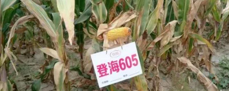 登海605玉米种的特征特性，从出苗至成熟需要101天