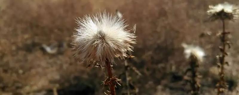 秋天有没有蒲公英，秋季的蒲公英会逐渐枯萎