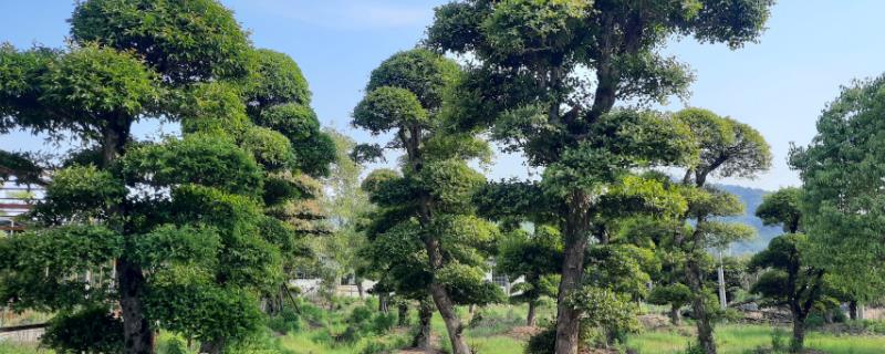 冬青树是不是国家保护植物，是国家重点保护植物