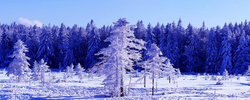 雪松是不是松树，是属于松树