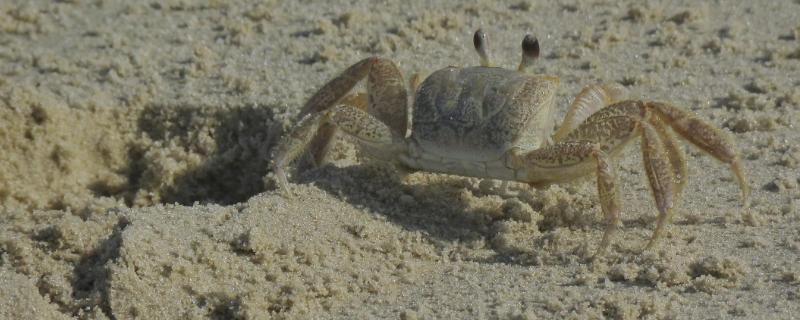 沙蟹简介，广泛分布于印度洋和西太平洋海域