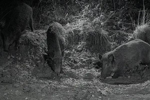 野猪什么时候出来活动，通常在早晨和傍晚出来活动