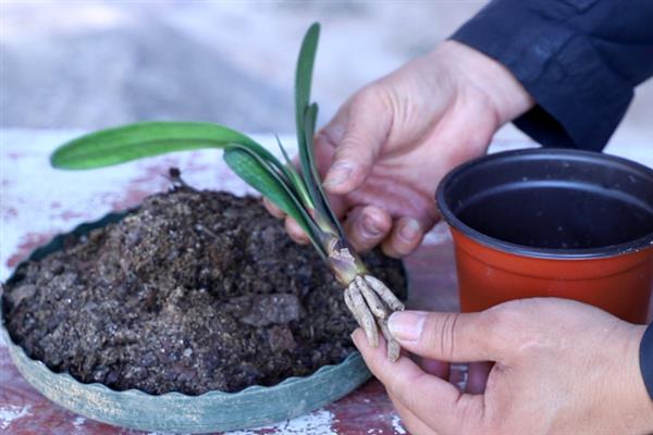 君子兰怎样才能重新发根，可涂抹植物生长调节剂促进生根