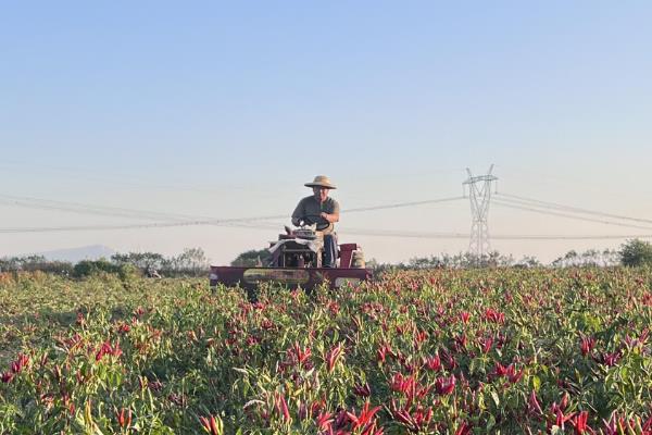 辣椒适合用什么肥料，种植前使用农家肥作为基肥