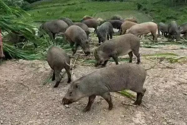 野猪肉多少钱一斤，在20-50元左右一斤不等