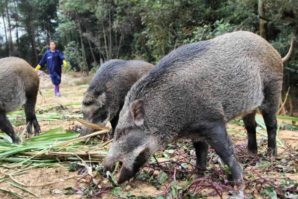 野猪肉多少钱一斤，在20-50元左右一斤不等