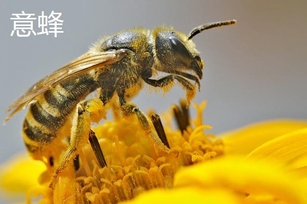 意蜂中蜂在外观上有什么区别，体型、体色、尾尖等方面均不同