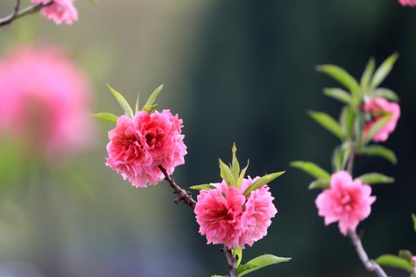 卧室养花会不会招桃花，玫瑰、桃花、牡丹等品种寓意桃花运