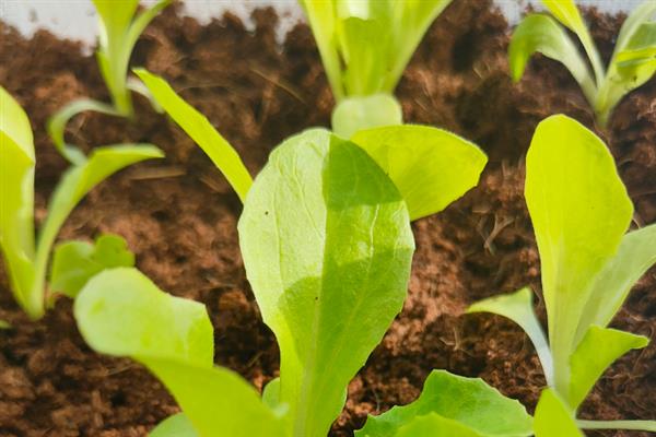 怎么在家种植生菜，均匀播种并覆土覆膜