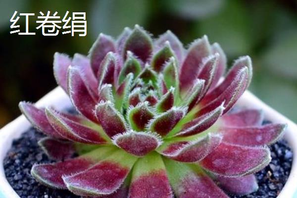 多肉观音莲的花语是什么，寓意称心如意、一帆风顺等