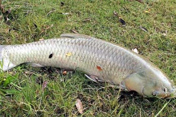 草鱼烂鳃的原因，可能是溶氧不足、感染细菌等