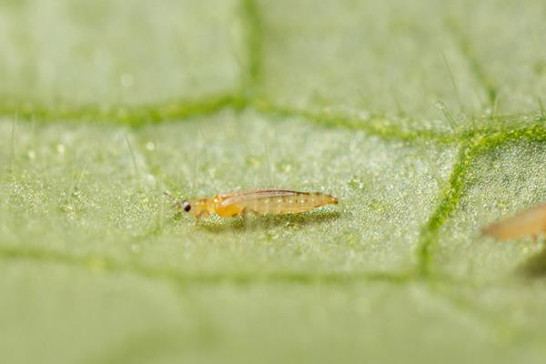 蔬菜苗上有虫如何处理，对于不同虫害的处理方法不同