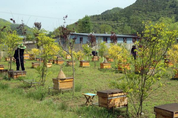 养蜜蜂有没有前景，其养殖前景非常好