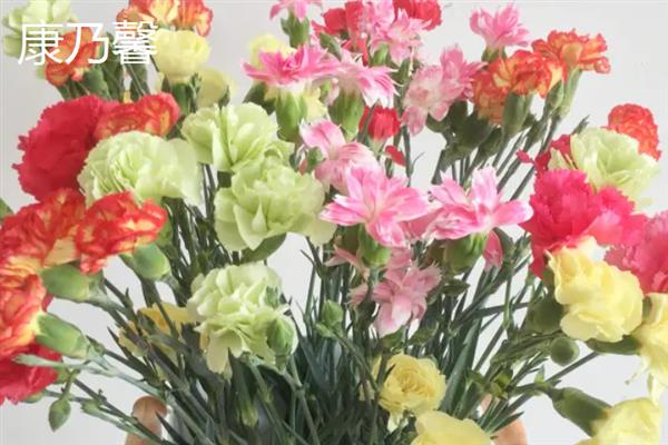 哪种花卉可用于清明节上坟，菊花、百合花、白玫瑰等品种是适宜选择