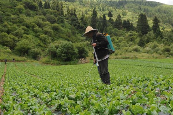 哪种肥料能让莴笋长得粗壮，种植初期施入农家肥当作基肥