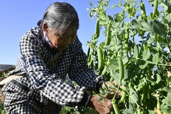 碗豆有哪些品种，常见的有甜脆、草原31等