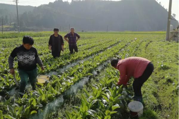 哪种肥料能让莴笋长得粗壮，种植初期施入农家肥当作基肥