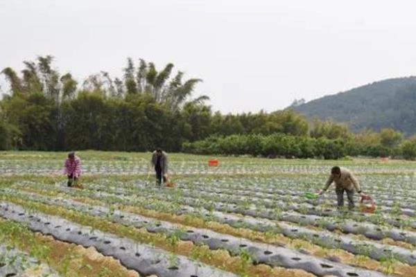 辣椒苗期用什么肥料，基肥一般使用有机肥为主