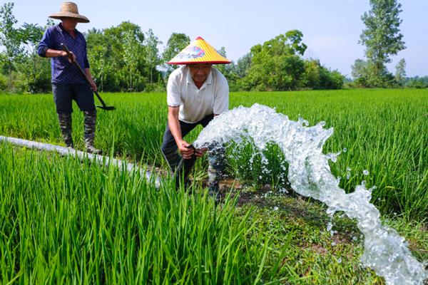 防治水稻叶尖发黄的方法，平衡施肥避免从病区引种