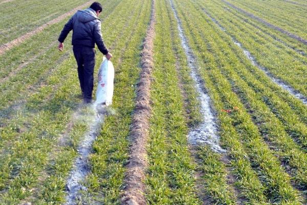 大蒜的种植要求，生长适温为12-25℃