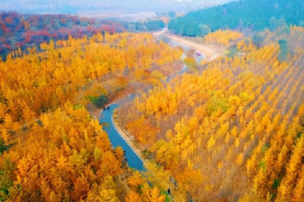 什么时候赏银杏树最佳，应当是在10-12月左右