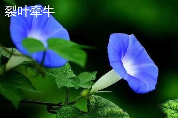 牵牛花的品种，常见的有裂叶牵牛、圆叶牵牛等