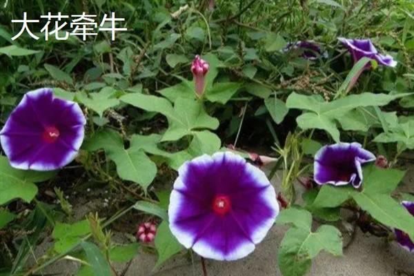 牵牛花的品种，常见的有裂叶牵牛、圆叶牵牛等