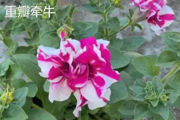 牵牛花的品种，常见的有裂叶牵牛、圆叶牵牛等