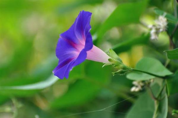 牵牛花的品种，常见的有裂叶牵牛、圆叶牵牛等