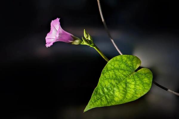 牵牛花的品种，常见的有裂叶牵牛、圆叶牵牛等