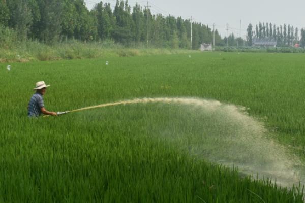 水稻什么时间施肥好，不同阶段施肥量和种类都不同