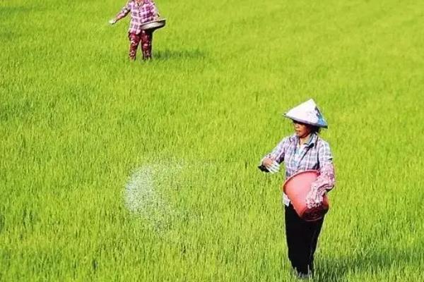 水稻什么时间施肥好，不同阶段施肥量和种类都不同