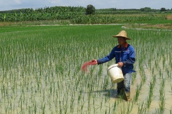 水稻什么时间施肥好，不同阶段施肥量和种类都不同