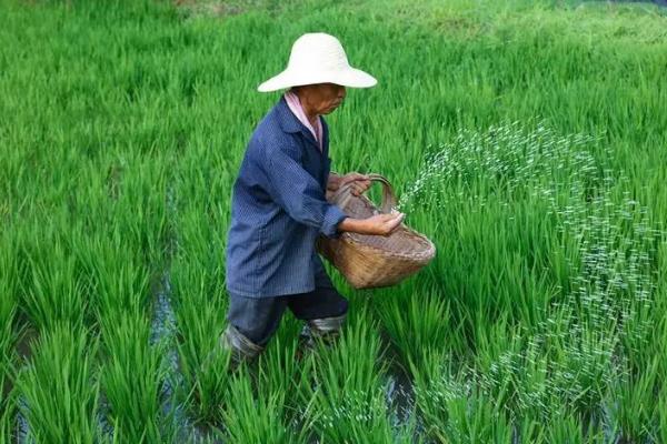 水稻什么时间施肥好，不同阶段施肥量和种类都不同