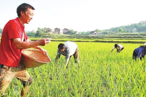 水稻什么时间施肥好，不同阶段施肥量和种类都不同