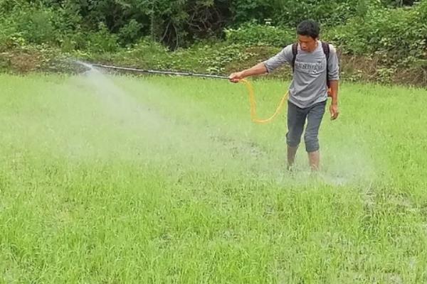 水稻什么时间施肥好，不同阶段施肥量和种类都不同