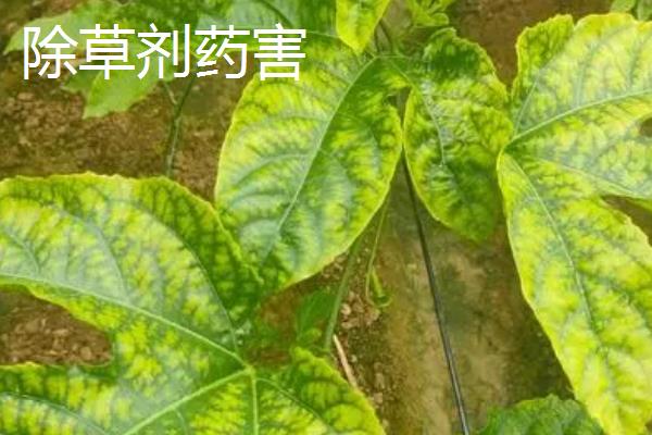 小辣椒除草剂药害与病毒病的区别，可以从病状、发病时间上区分