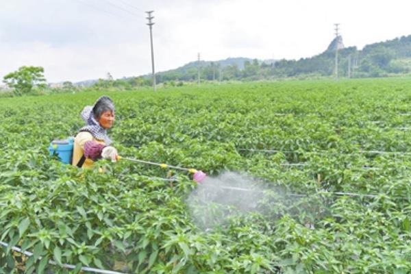 小辣椒除草剂药害与病毒病的区别，可以从病状、发病时间上区分