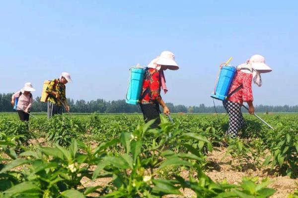 小辣椒除草剂药害与病毒病的区别，可以从病状、发病时间上区分