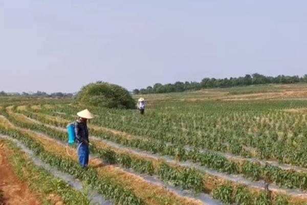 小辣椒除草剂药害与病毒病的区别，可以从病状、发病时间上区分