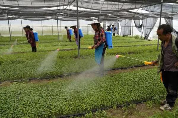 小辣椒除草剂药害与病毒病的区别，可以从病状、发病时间上区分