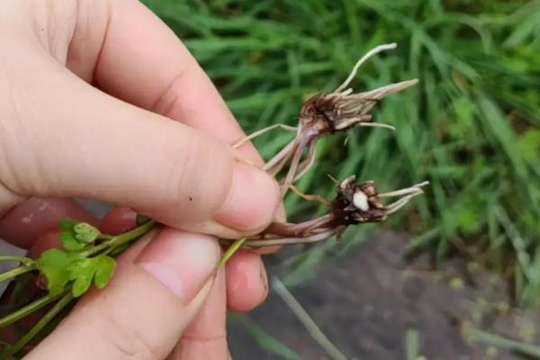 植物根的作用，可以吸收土壤中的水分和无机盐