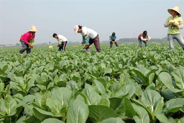 苦皮藤素能打哪些虫，能打青菜虫、小菜蛾、蚜虫等