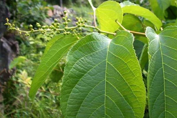 苦皮藤素能打哪些虫，能打青菜虫、小菜蛾、蚜虫等