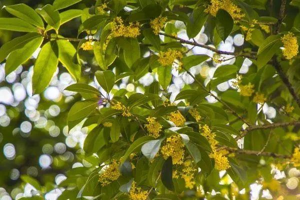 桂花如何换盆，适合在春、秋季节进行