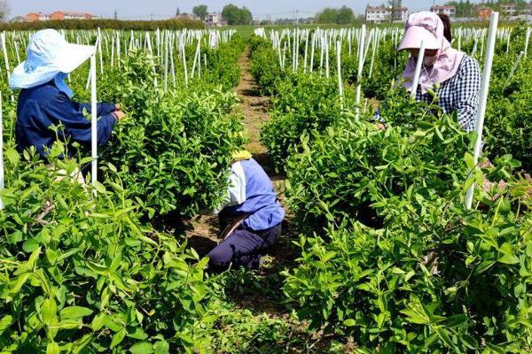 金银花什么时候冬剪，在12月份进行