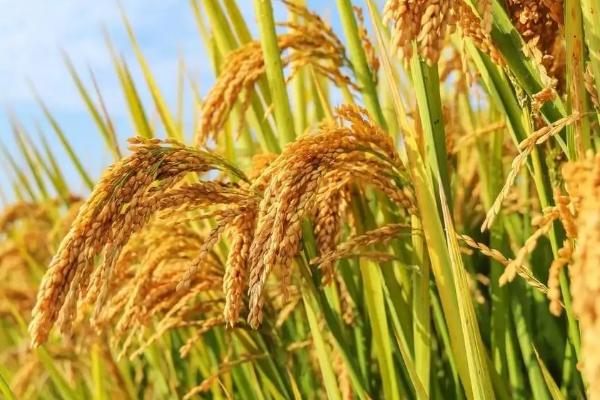 甄香优179水稻品种的特性，秧田亩播种量10.0千克