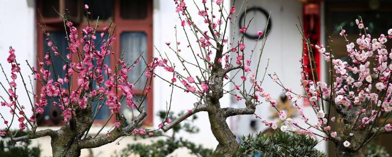 哪些花二月开，有桃花、梅花、茶花等