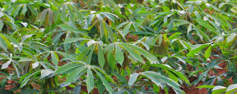 如何种植木薯，将种茎砍短再平插至土壤中