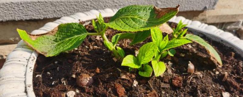 怎么移栽绣球花幼苗，取出植株经过修根处理后再栽植